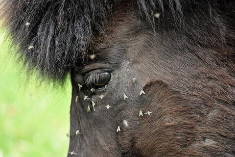 paard vliegen oog Detailfoto van het hoofd van een paard met vliegen om zijn oog