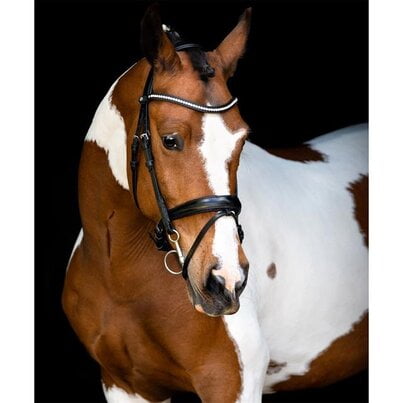 Montar Fair hoofdstel paard Afbeelding van eeen paard met het Montar Fair hoofdstel