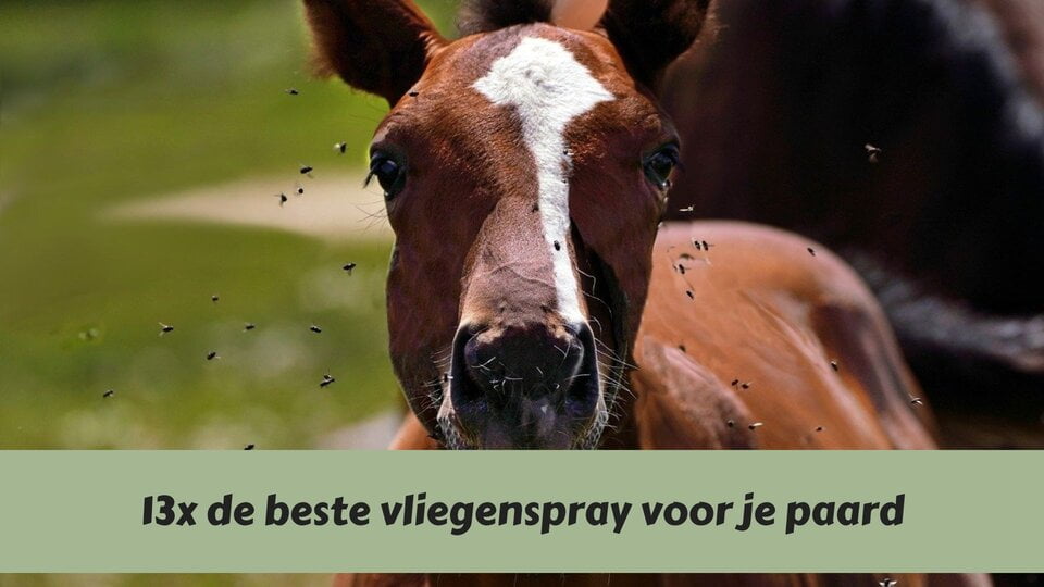 Houd vliegen en dazen op afstand met de beste vliegenspray voor je paard